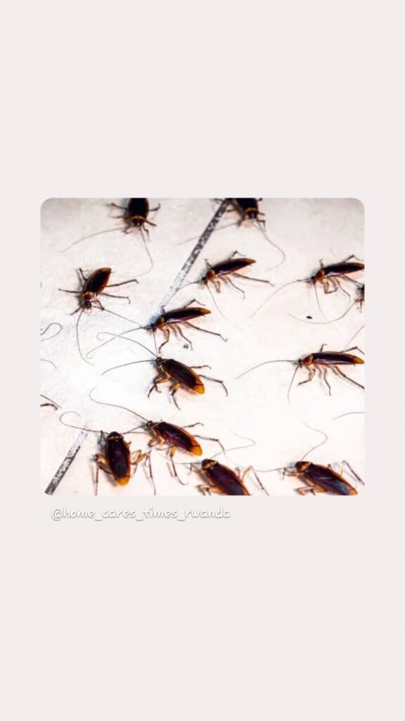 cockroaches are in many  different types,german roaches,amercan reaches ,orient roaches